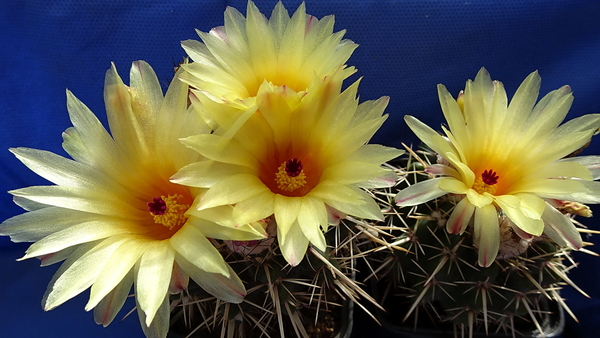 Notocactus submammulosus