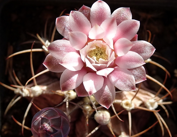 DSC07882Gymnocalycium friedrichii