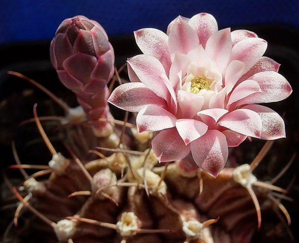 Gymnocalycium friedrichii v. werdermanianum