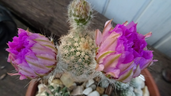 DSC07886Echinocereus reichenbachii ssp. oklahomensis