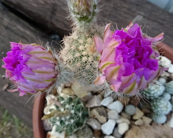 DSC07887Echinocereus reichenbachii ssp. oklahomensis