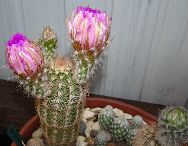 DSC07889Echinocereus reichenbachii ssp. oklahomensis