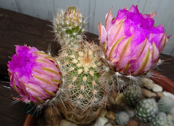 DSC07890Echinocereus reichenbachii ssp. oklahomensis