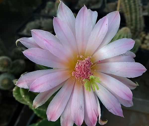 DSC07891Echinocereus gentryi