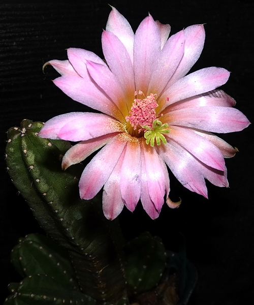 DSC07898Echinocereus gentryi