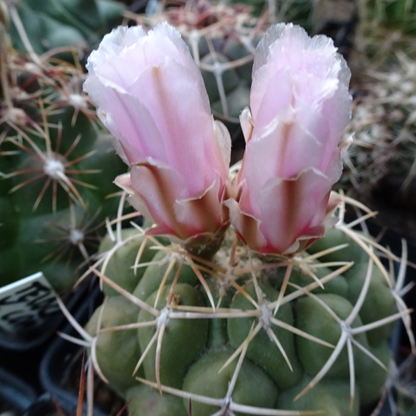 DSC07902Thelocactus sp. Rio Verde