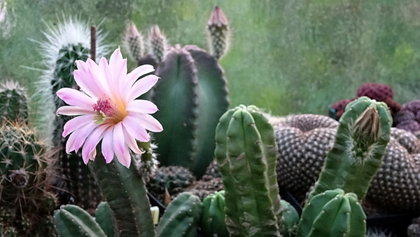 DSC07905Echinocereus gentryi