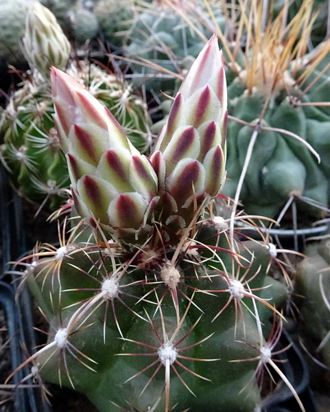 DSC07904Thelocactus bicolor ssp. commodus MK 133