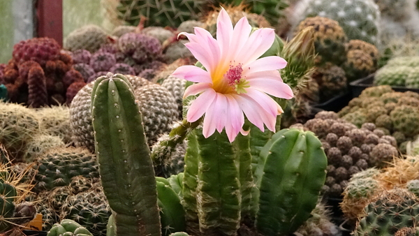 DSC07912Echinocereus gentryi