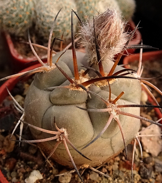 DSC07917PYRRHOCACTUS MEGLIOLII - VS 29