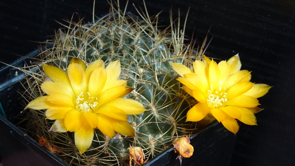 DSC07936Sulcorebutia candiae VS 628