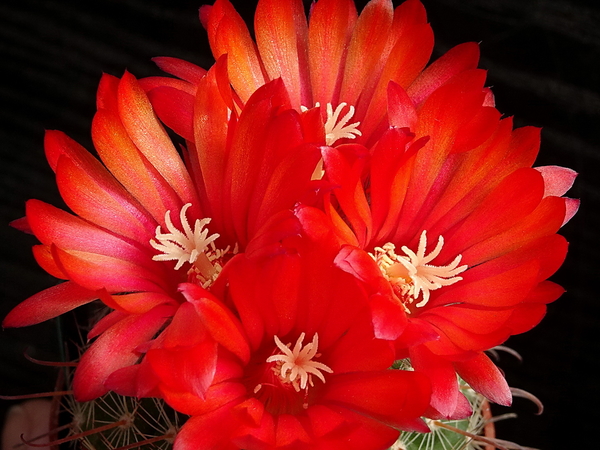 DSC07939Parodia glischrocarpa f. cebilarensis TB417.1