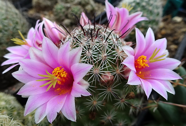 DSC07957Mammillaria grahamii v. oliviae SB1874