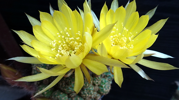 DSC07958Lobivia arachnacantha