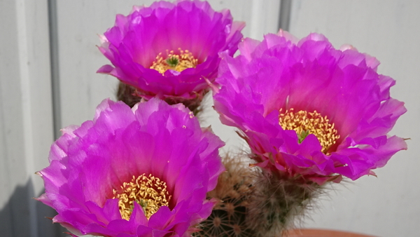 DSC07961Echinocereus reichenbachii ssp. oklahomensis