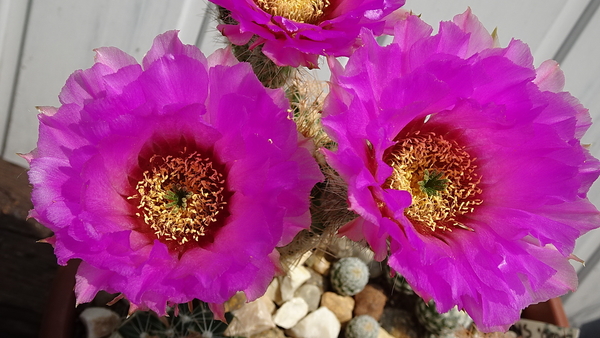 DSC07960Echinocereus reichenbachii ssp. oklahomensis