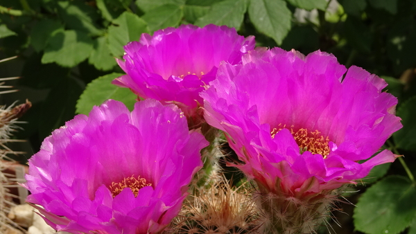 DSC07963Echinocereus reichenbachii ssp. oklahomensis