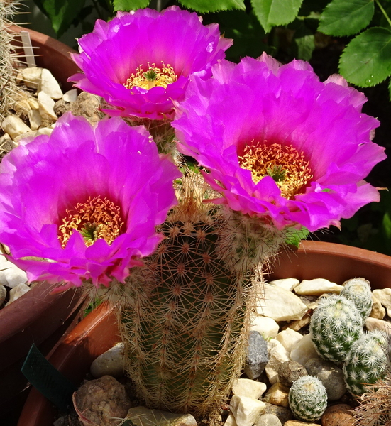 DSC07964Echinocereus reichenbachii ssp. oklahomensis