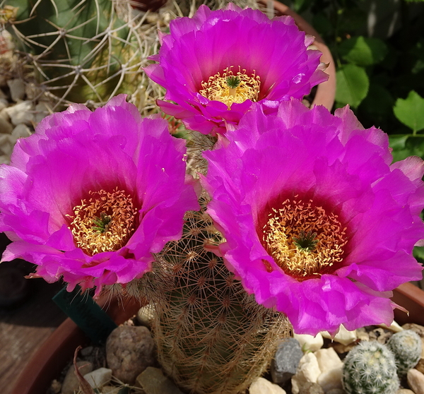 DSC07965Echinocereus reichenbachii ssp. oklahomensis