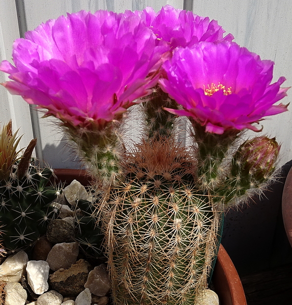 DSC07967Echinocereus reichenbachii ssp. oklahomensis