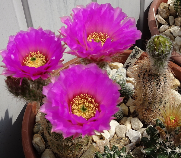 DSC07968Echinocereus reichenbachii ssp. oklahomensis