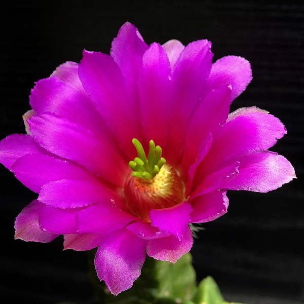 DSC07971Echinocereus vierecki v. morricalli