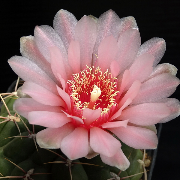 DSC07973Gymnocalycium ritterianum