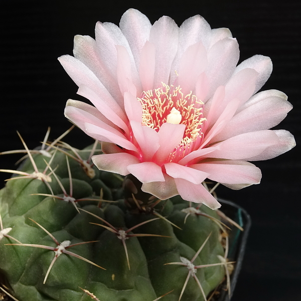 DSC07974Gymnocalycium ritterianum