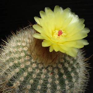 DSC07975Notocactus scopa