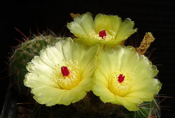 DSC07977Notocactus glaucinus HU 779