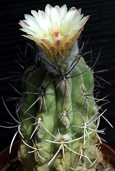 DSC07981Neochilenia paucicostata