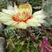 DSC07982Hamatocactus setispinus