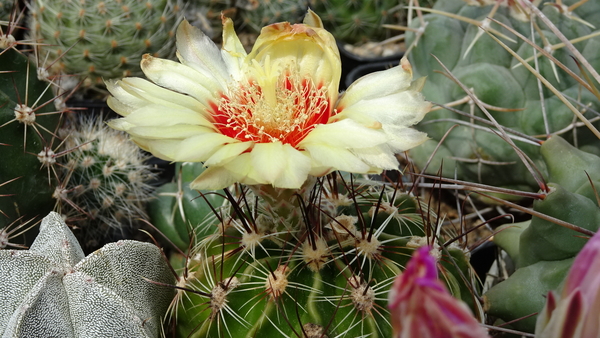 DSC07982Hamatocactus setispinus