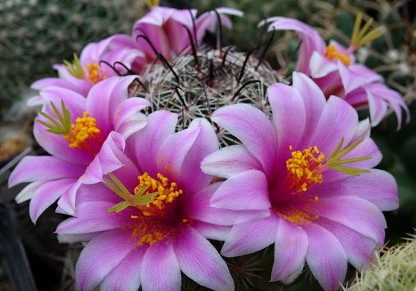 DSC07986Mammillaria grahamii v. oliviae SB1874