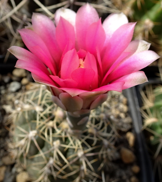 DSC08005Gymnocalycium heidiae GN 93-714