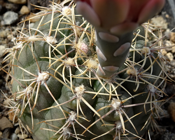 DSC08006Gymnocalycium heidiae GN 93-714