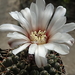 DSC08007Gymnocalycium baldianum v. albiflorum