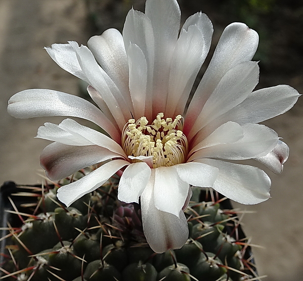 DSC08007Gymnocalycium baldianum v. albiflorum