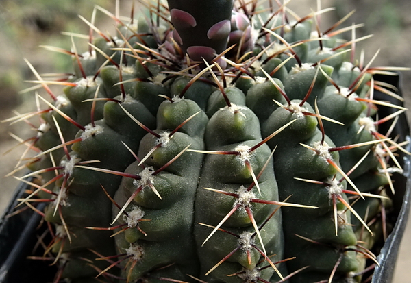 DSC08008Gymnocalycium baldianum v. albiflorum