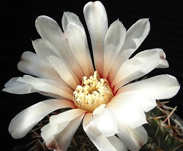 DSC08009Gymnocalycium baldianum v. albiflorum