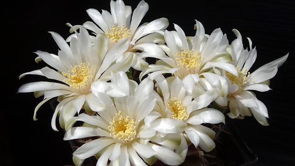 DSC08010Gymnocalycium mihanovichii