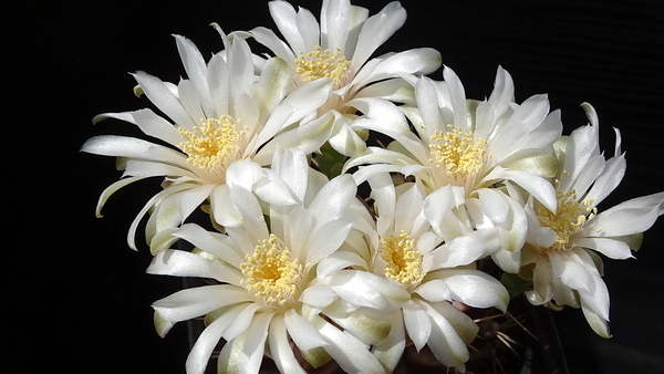 DSC08011Gymnocalycium mihanovichii