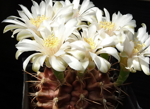 DSC08012Gymnocalycium mihanovichii