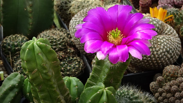 DSC08013Echinocereus vierecki v. morricalli