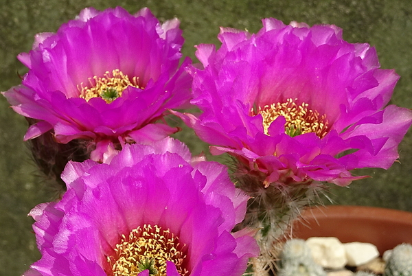 DSC08014Echinocereus reichenbachii ssp. oklahomensis