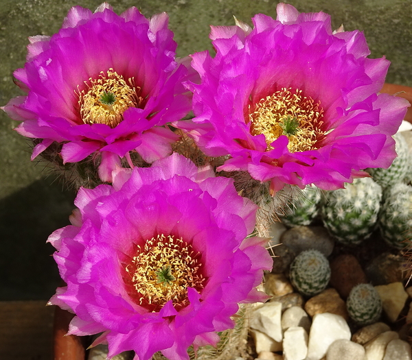 DSC08015Echinocereus reichenbachii ssp. oklahomensis