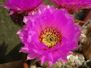 DSC08016Echinocereus reichenbachii ssp. oklahomensis