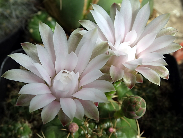 DSC08018Gymnocalycium damsii v. tucavocense