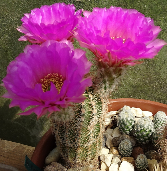 DSC08017Echinocereus reichenbachii ssp. oklahomensis