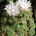 DSC08020Gymnocalycium damsii v. tucavocense